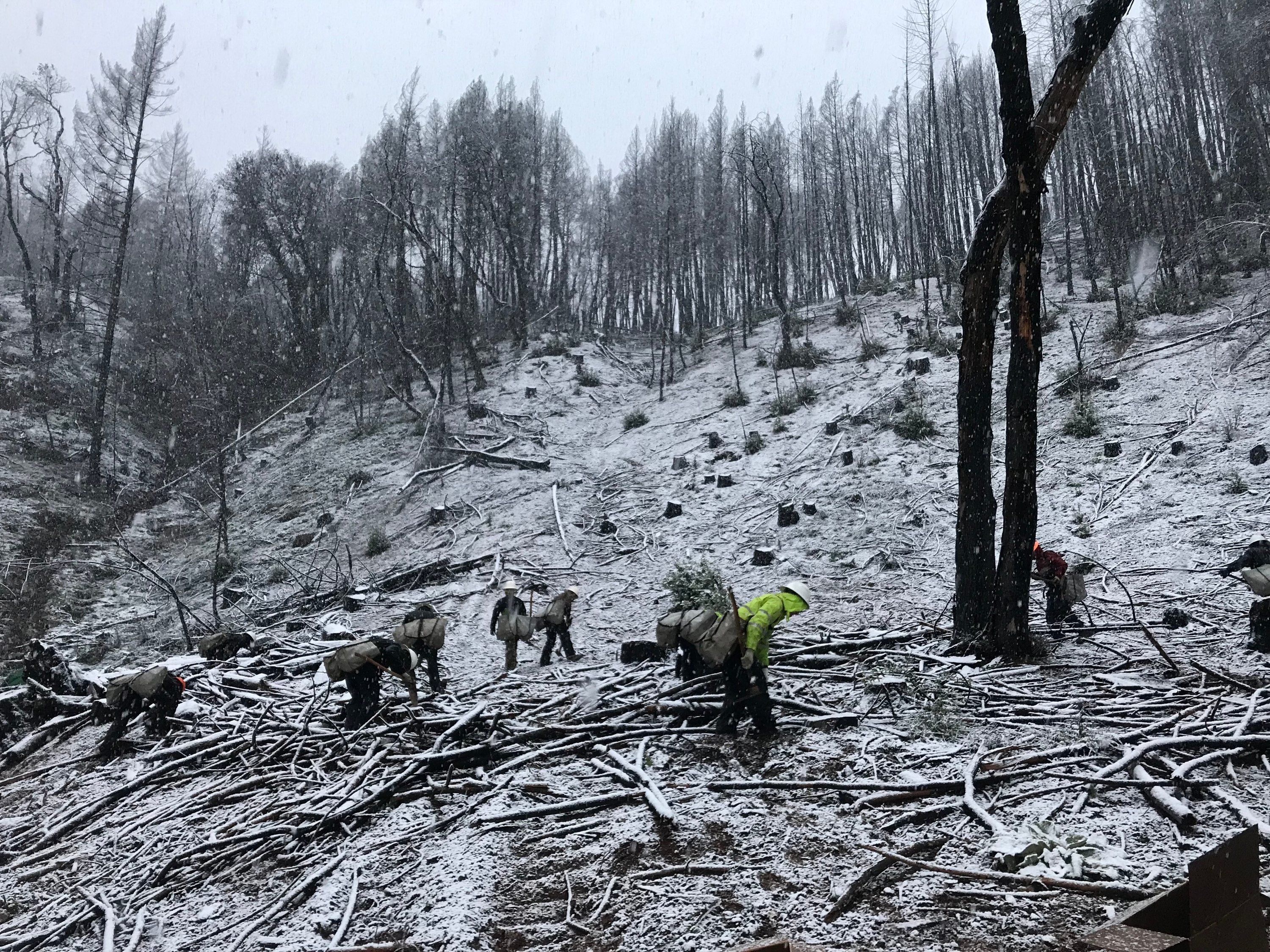 Los plantadores de árboles suben una colina nevada