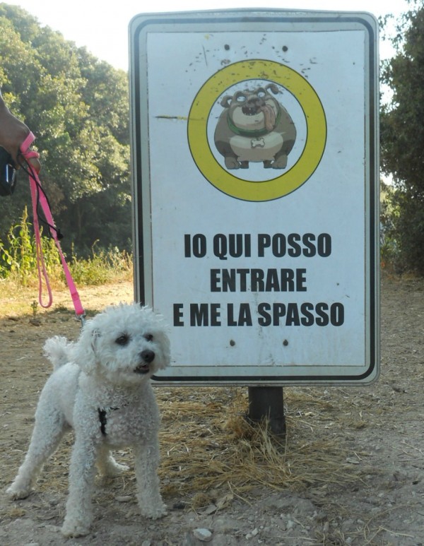 Perro caniche de piel blanca frente a un cartel con árboles verdes en el fondo
