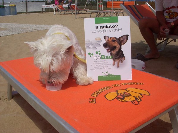 Perro de pelo blanco come un helado en una tumbona naranja en la playa cerca de un cartel con un perro lobo