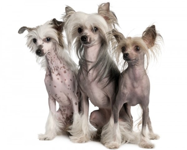 Tres perros crestados chinos sentados arrojando poca piel