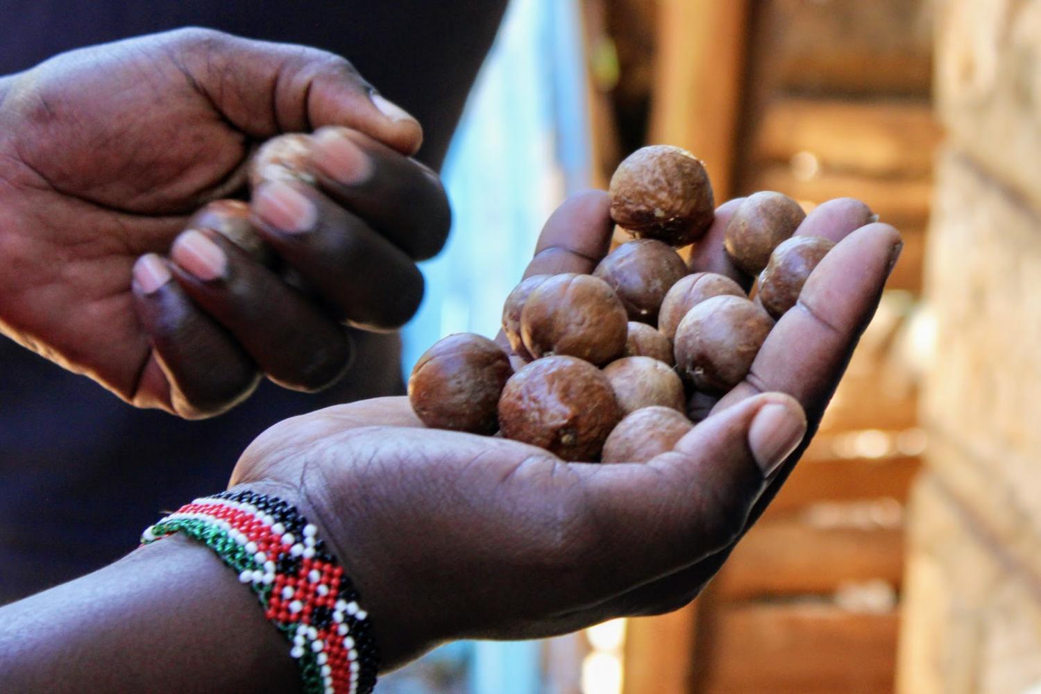 Visitemos Kenia, donde las nueces de macadamia se cultivan para ti con cuidado y en armonía con la naturaleza y sus habitantes.