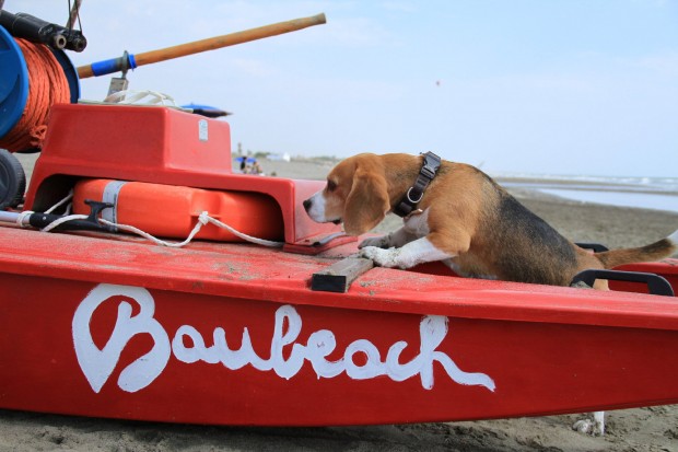 perro con barco de playa de construcción roja