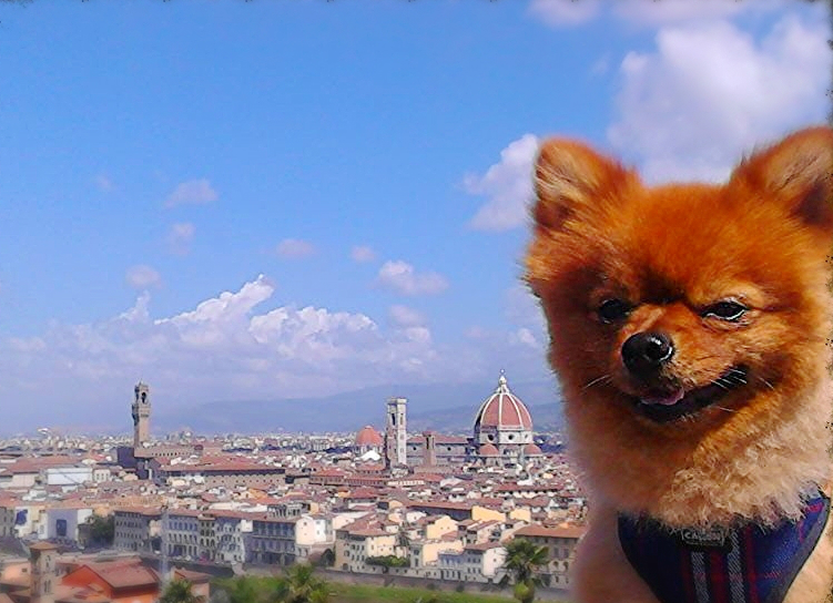 Perro marrón con vistas a Florencia al fondo