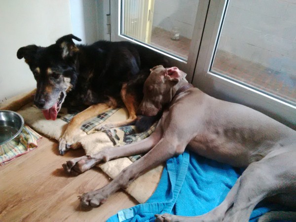 weinmaraner y el perro vivieron juntos en una jaula en el cuidador de perros de dogbuddy durante 14 años