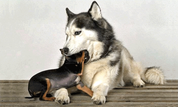 Husky y Dacshund reproducen el comportamiento desencadenante de la regurgación que se observa en los cachorros de las perras