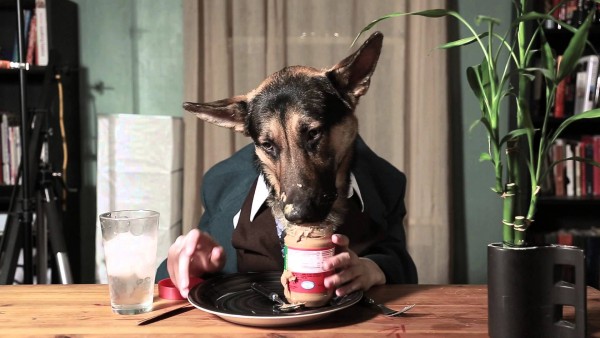 Traje con perro pastor alemán comiendo mantequilla de maní del frasco en una mesa