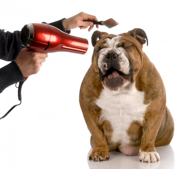 Bulldog inglés siendo arreglado con secador de pelo y cepillo