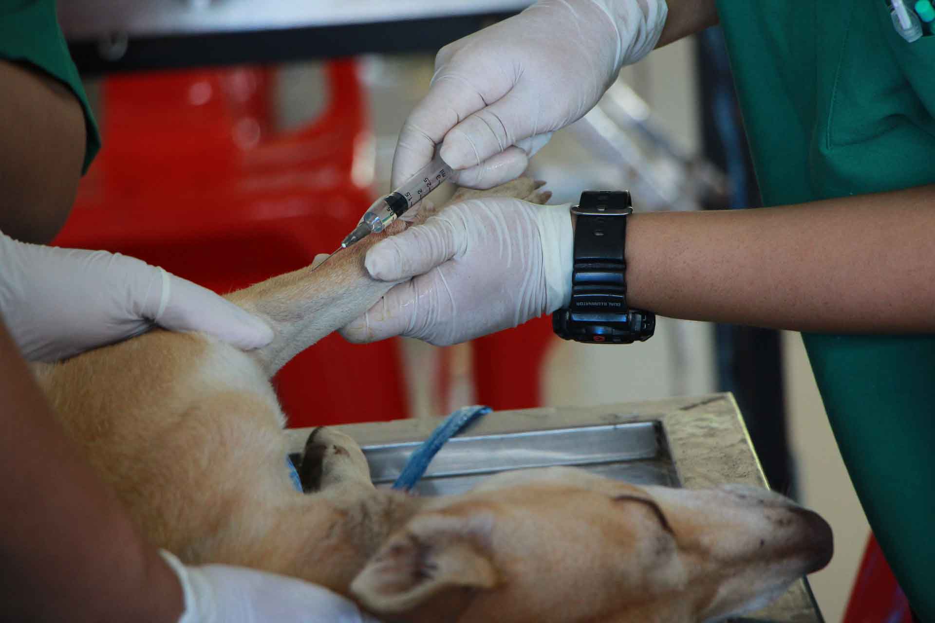 Contacta a tu veterinario para administrar las vacunas de tu mascota