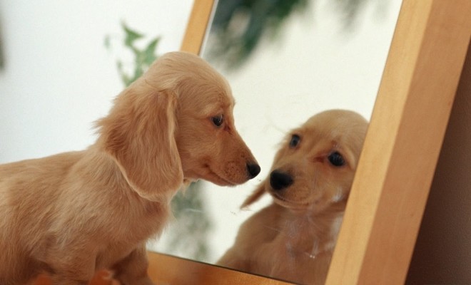 Perro con piel bronceada se mira en un espejo de madera 