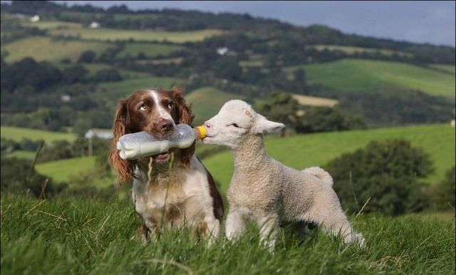 Perro con piel marrón y blanca y cordero se ayudan mutuamente a beber de la botella en un prado verde con colinas en el fondo