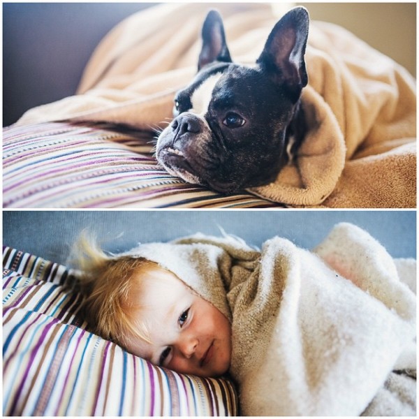 la niña y su perro boston terrier en la cama cubiertos con mantas marrones y blancas están sonriendo