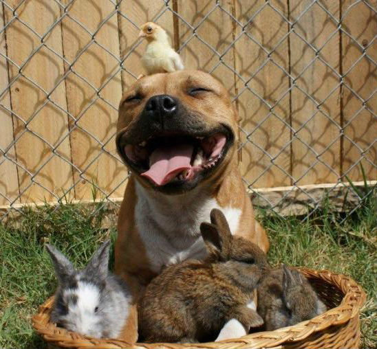 Perro sonríe alegremente con conejos y pájaros en una cesta de mimbre en el jardín