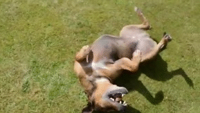 Perro de pelo castaño juega alegremente en la hierba del parque