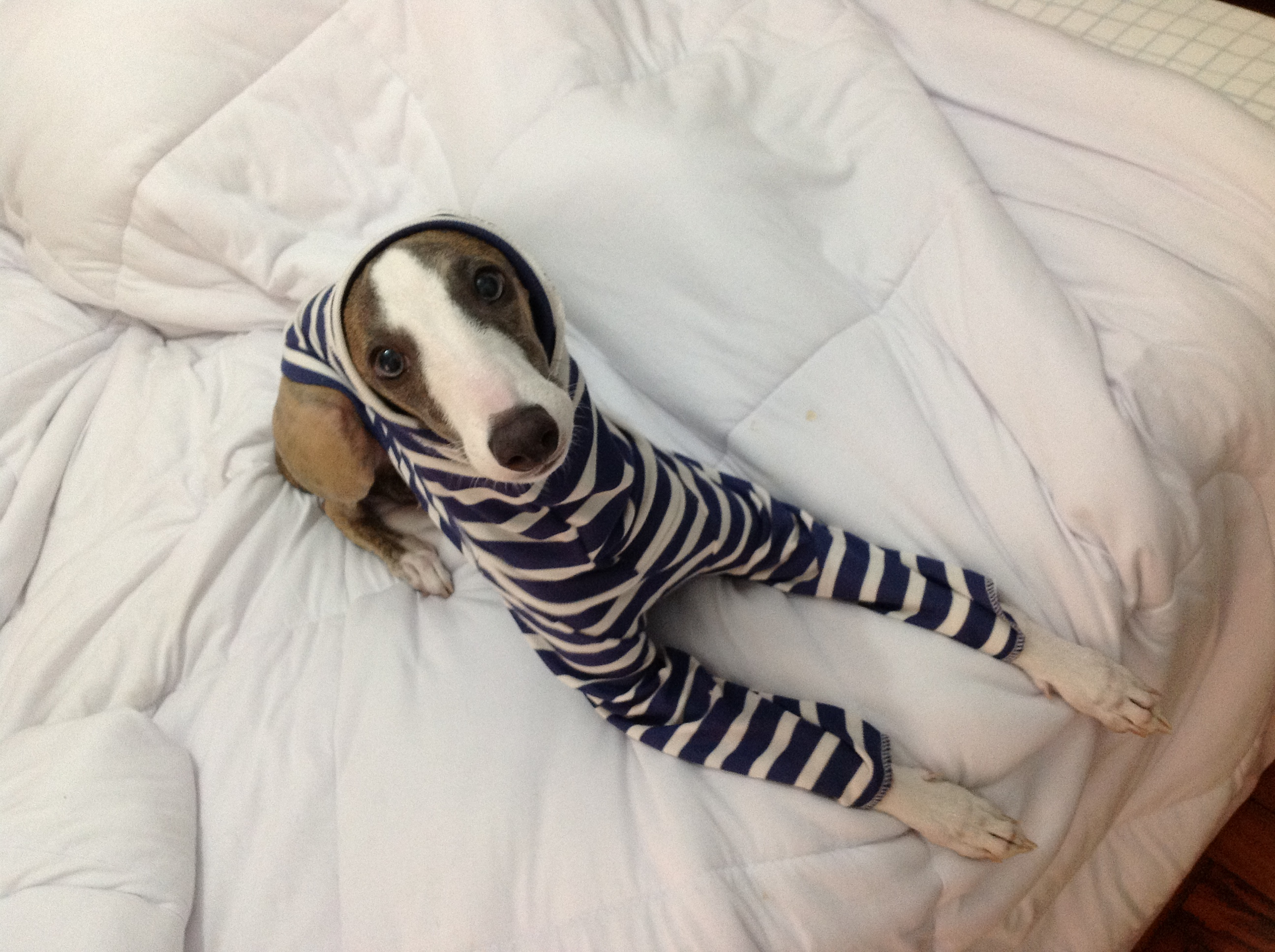 galgo con pijama listo para ir a la cama