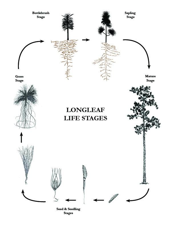 Infografía del ciclo de vida del pino de hoja larga