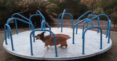 Perro corre en un carrusel en el parque