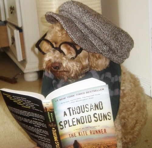 Caniche leyendo un libro con sombrero estilo Zoolander