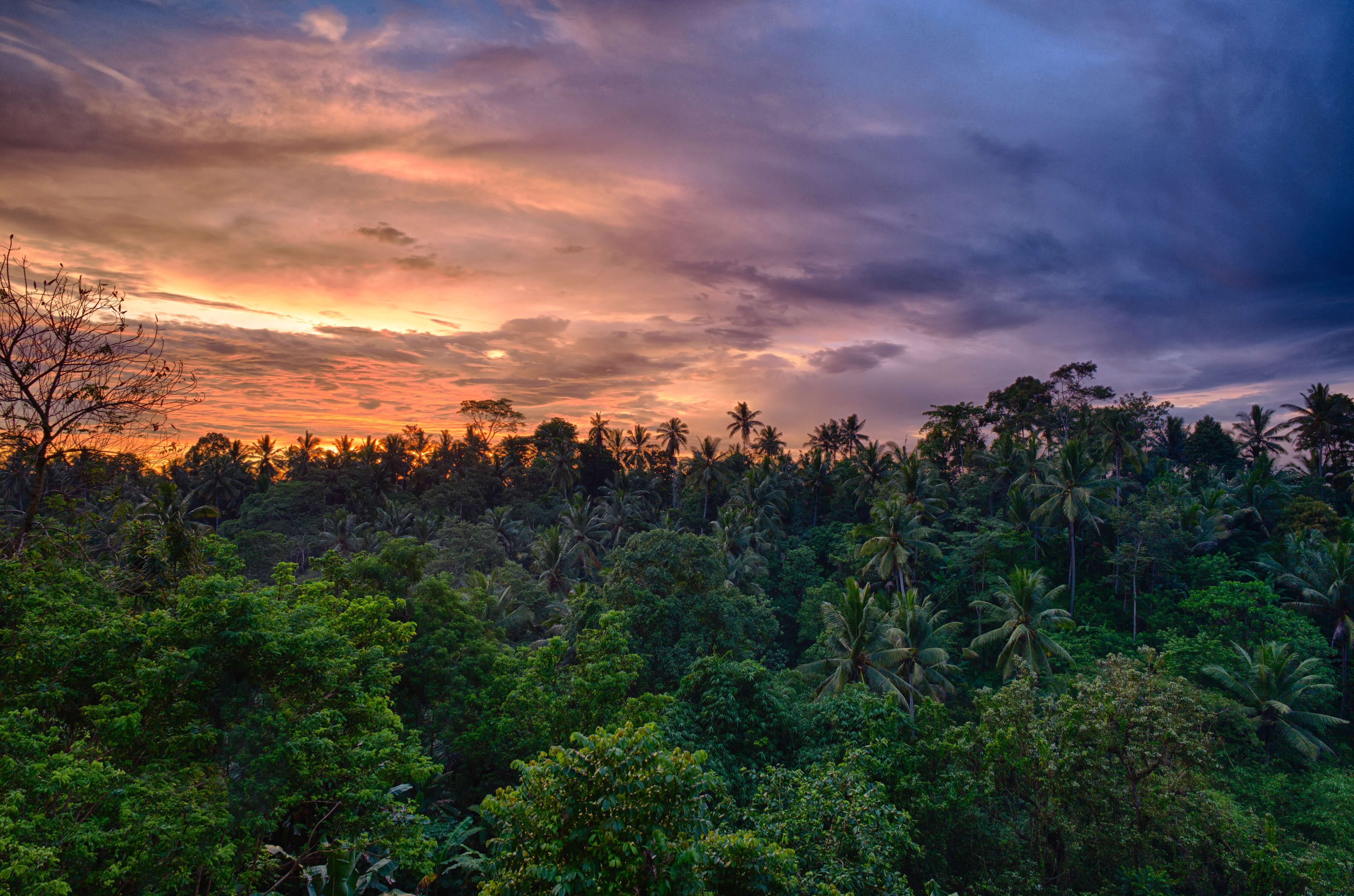 selva indonesia