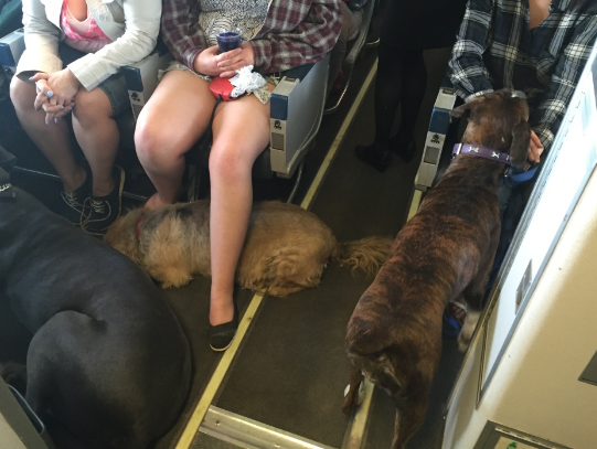 Perros que viajaron a Canadá en avión 
