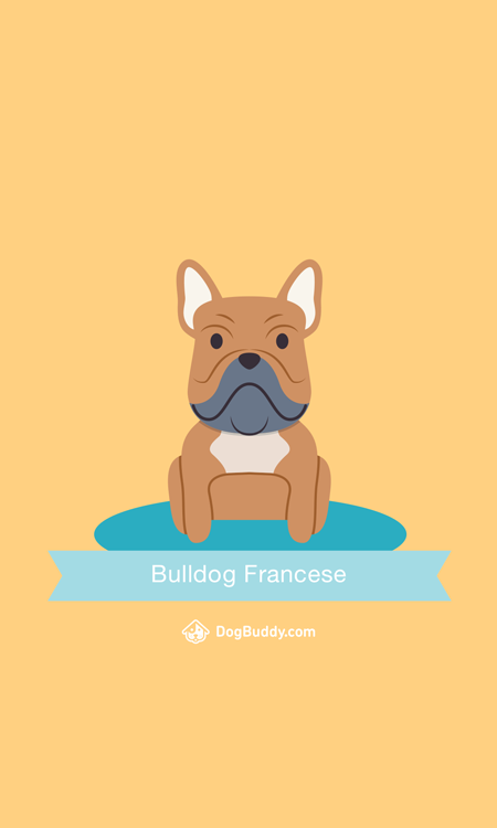 bulldog-frances-mobile-wallpaper-blog-image-it