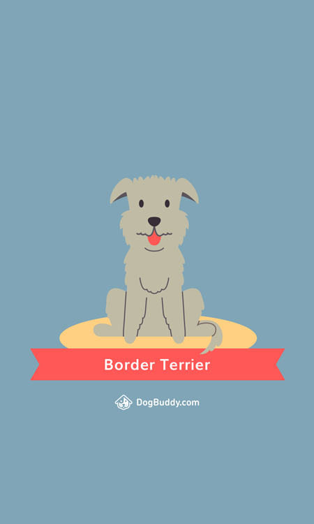 Imagen del blog móvil de Border Terrier