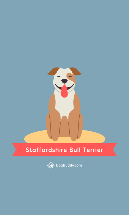 Staffordshire Bull Terrier móvil fondo de pantalla blog imagen Reino Unido