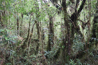 bosque templado valdiviano