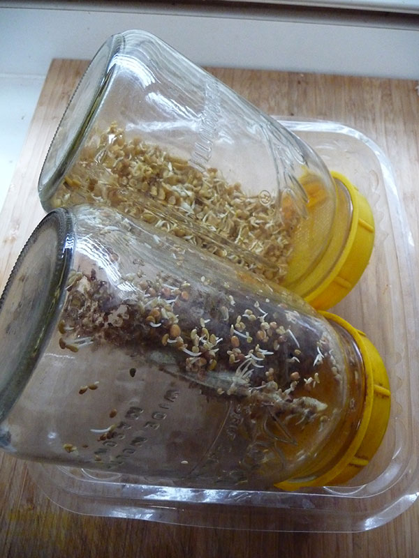 germinando-semillas-en-frascos