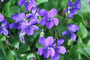flores-comestibles-silvestres-violeta