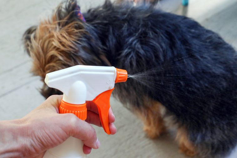 Spray desodorante para perros