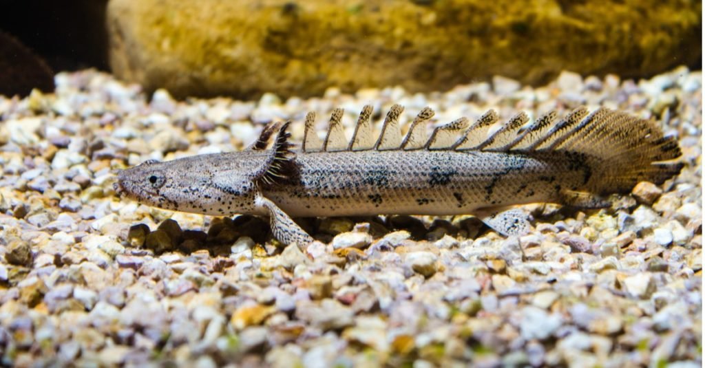 Bichir acorazado o Bichir anillado (Polypterus delhezi) pez ornamental del Congo