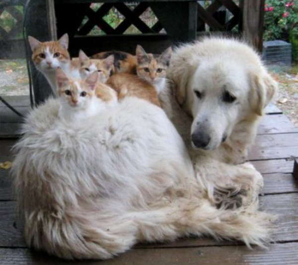 Golden retriever con gatitos sentados encima
