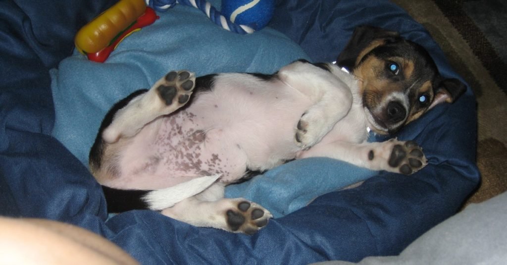 Adorable mezcla de Chihuahua Beagle (Cheagle) de nueve semanas para puesta