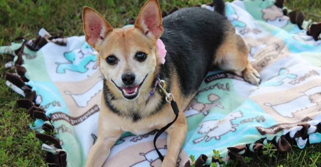 Un Chorkie, Chihuahua Yorkie sobre una manta
