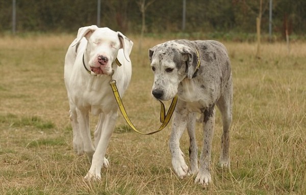 Lily, la gran danesa checa, lleva a pasear a Maddison.  La imagen es para el artículo de La Revista Digital dedicado a los héroes caninos.