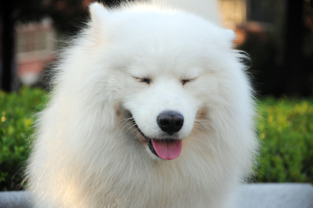 Perro de razas Samoyedo sonrisas piel blanca 